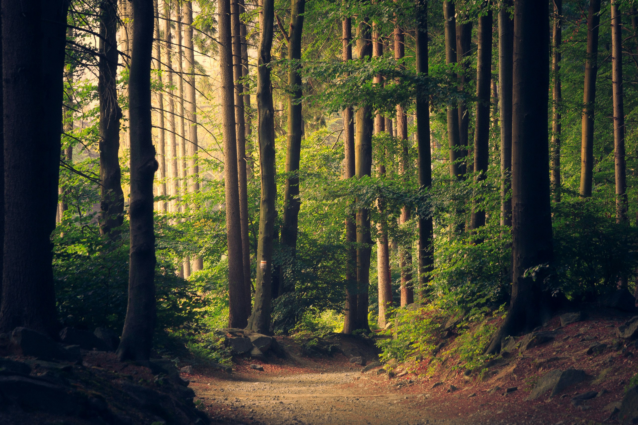 trees with foliage in a forest with sunlight streaming between the branches